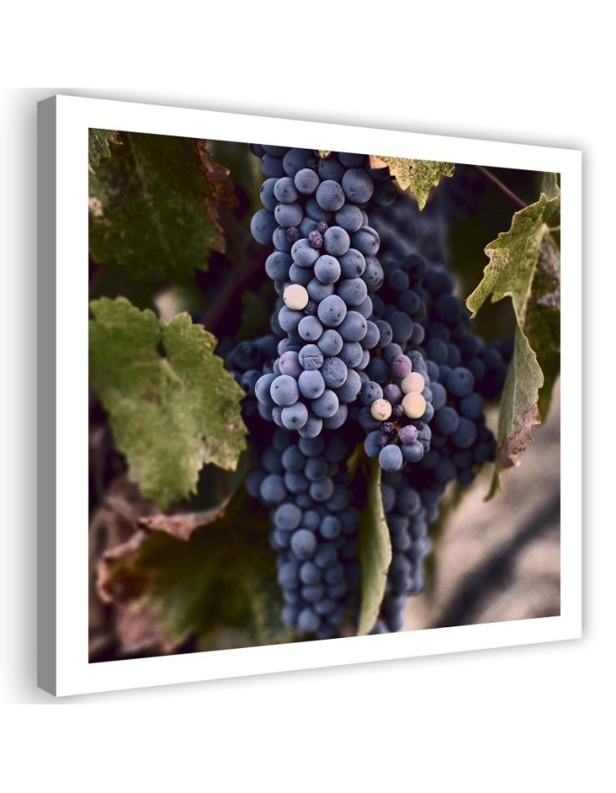 Modern Canvas painting for kitchen - Grape fruit | FEEBY