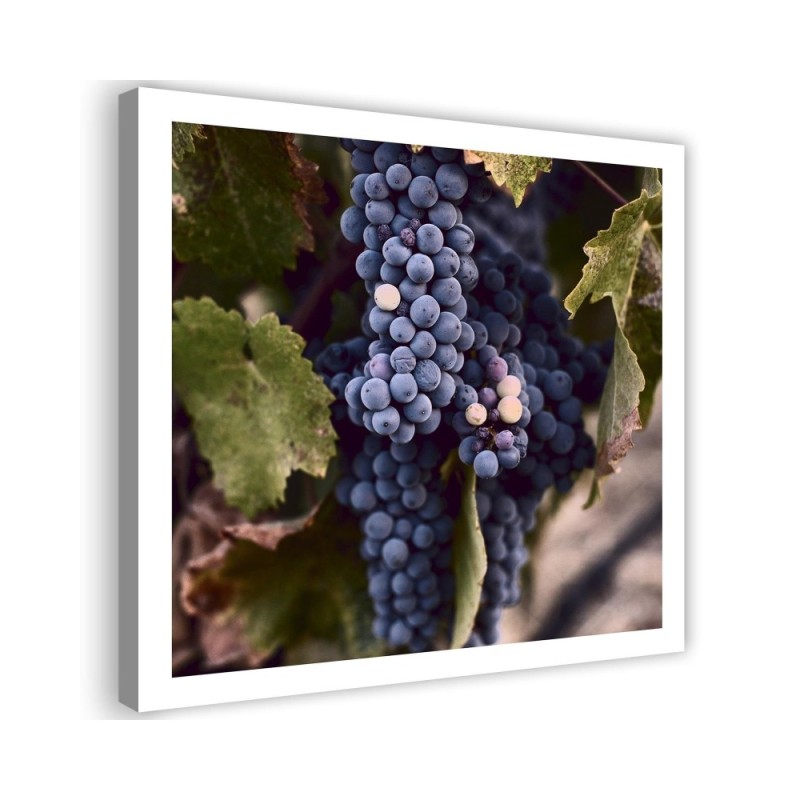 Modern Canvas painting for kitchen - Grape fruit | FEEBY
