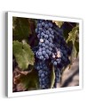 Modern Canvas painting for kitchen - Grape fruit | FEEBY