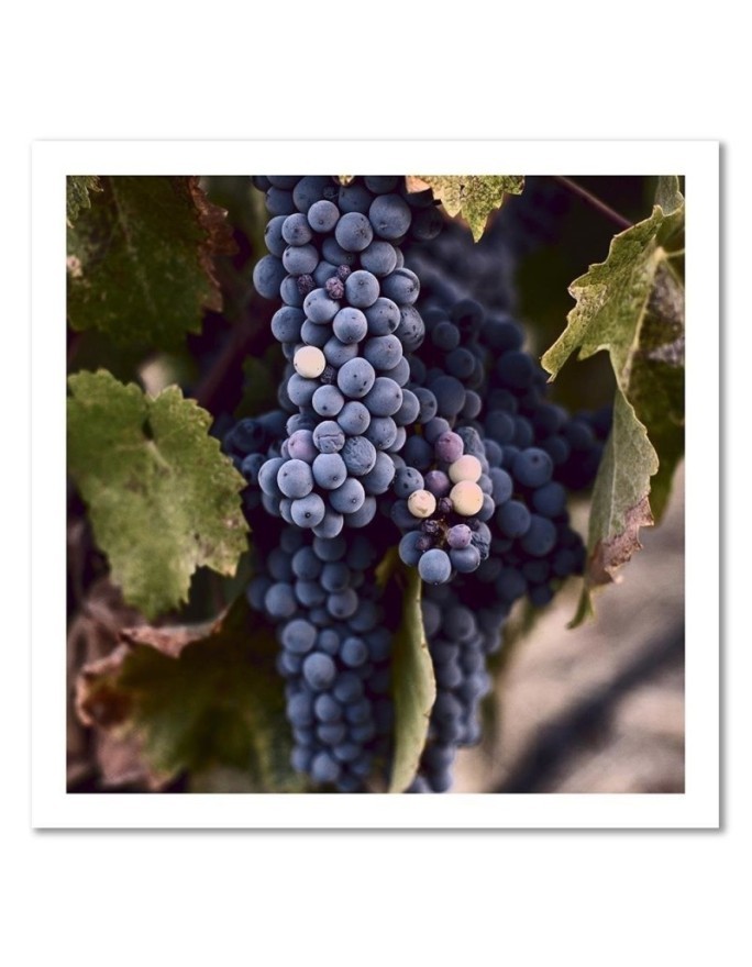 Modern Canvas painting for kitchen - Grape fruit | FEEBY