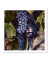 Modern Canvas painting for kitchen - Grape fruit | FEEBY