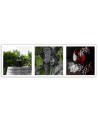 Elegant Canvas prints for the kitchen - Wine grapes vineyard | FEEBY
