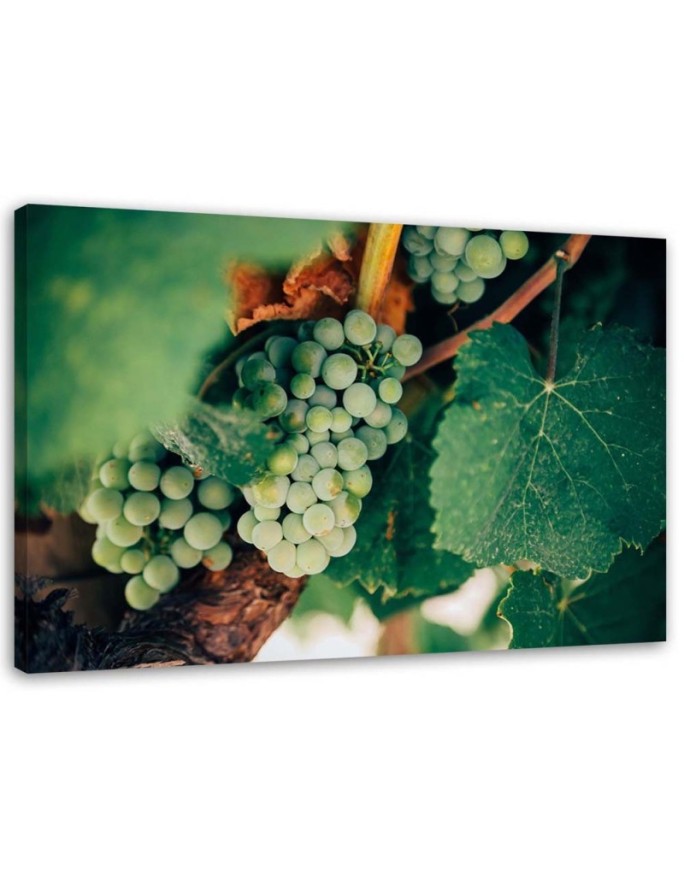 Canvas print Green grapes