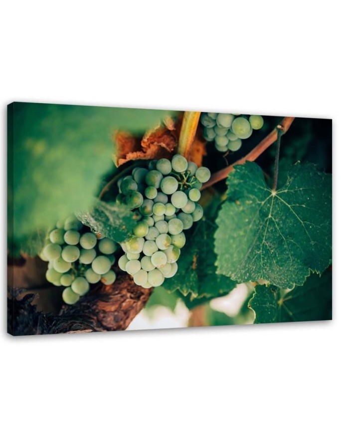 Elegant Canvas print painting for kitchen - Green Grapes | FEEBY