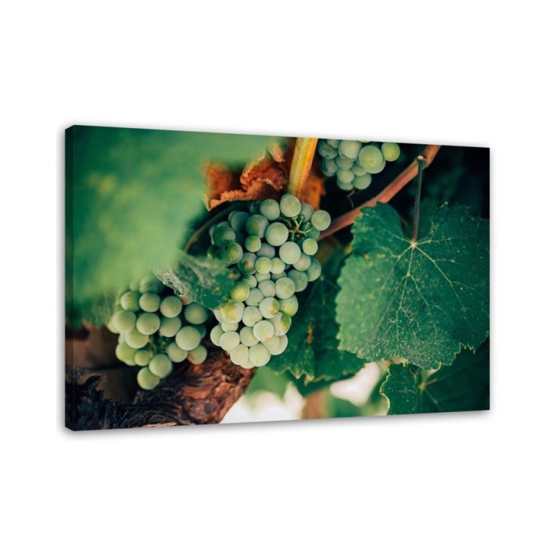 Elegant Canvas print painting for kitchen - Green Grapes | FEEBY