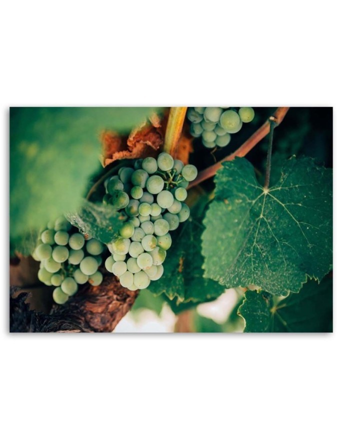 Elegant Canvas print painting for kitchen - Green Grapes | FEEBY