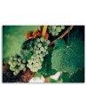 Elegant Canvas print painting for kitchen - Green Grapes | FEEBY