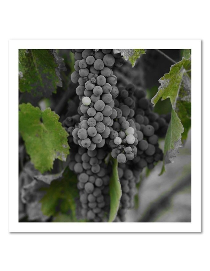 Picture Canvas painting for the kitchen - Grapes | FEEBY