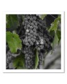 Picture Canvas painting for the kitchen - Grapes | FEEBY