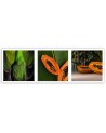 Canvas prints for kitchen or dining room - Juicy papaya set | FEEBY