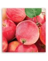 Apple macro - Canvas print modern | FEEBY
