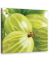Gooseberry macro - Canvas print | FEEBY