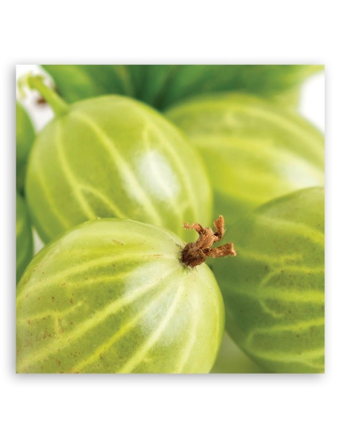 Gooseberry macro - Canvas print | FEEBY