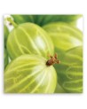 Gooseberry macro - Canvas print | FEEBY