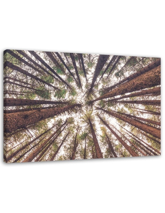 Canvas prints for living room - Forest trees high nature | FEEBY