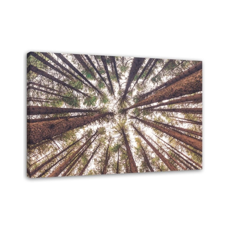Canvas prints for living room - Forest trees high nature | FEEBY