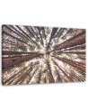 Canvas prints for living room - Forest trees high nature | FEEBY