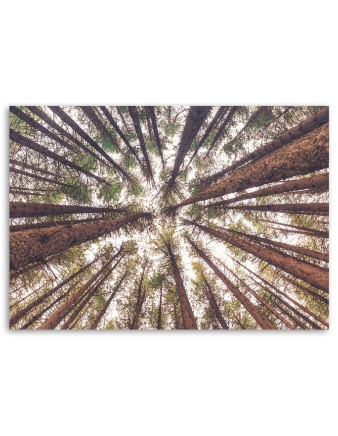 Canvas prints for living room - Forest trees high nature | FEEBY