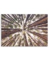 Canvas prints for living room - Forest trees high nature | FEEBY