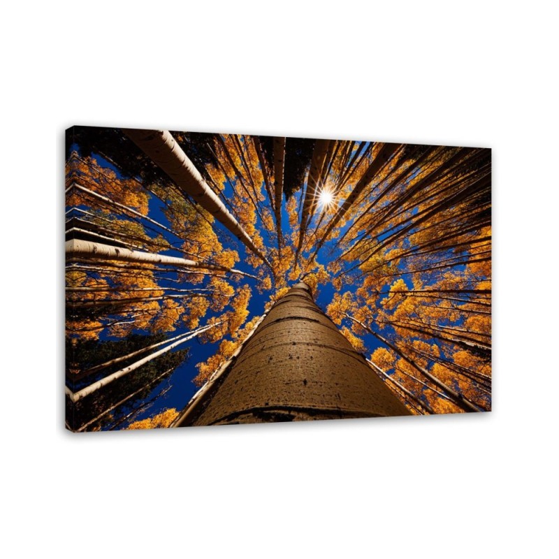 Forest treetops nature - Canvas painting | FEEBY