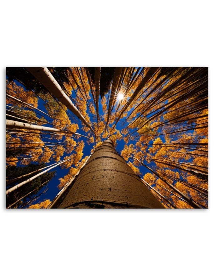 Forest treetops nature - Canvas painting | FEEBY