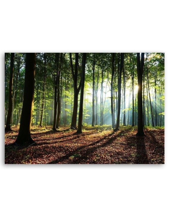 Modern Canvas painting for bedroom - Forest at sunrise | FEEBY