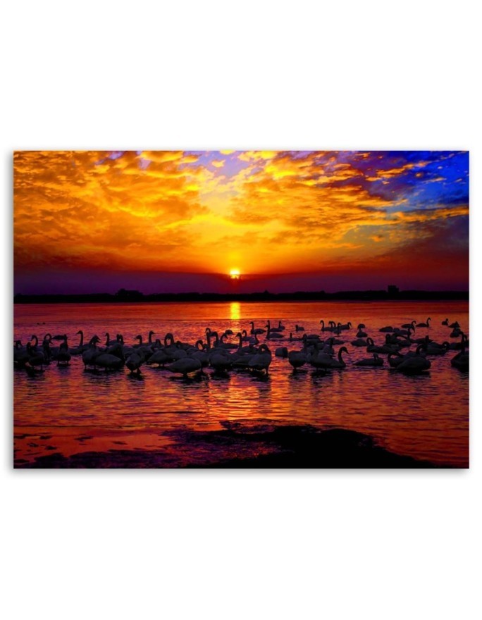 Swans on the lake shore - Canvas painting | FEEBY