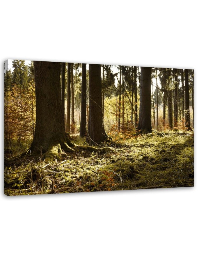 Canvas print In a forest...