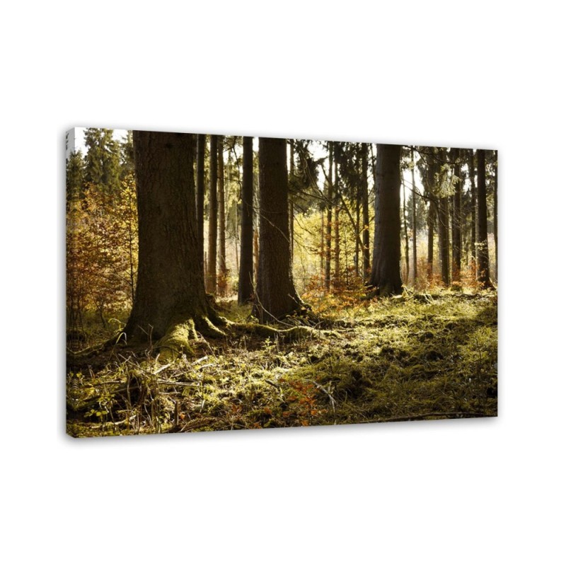 Canvas prints for the living room - Forest nature landscape | FEEBY