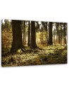 Canvas prints for the living room - Forest nature landscape | FEEBY