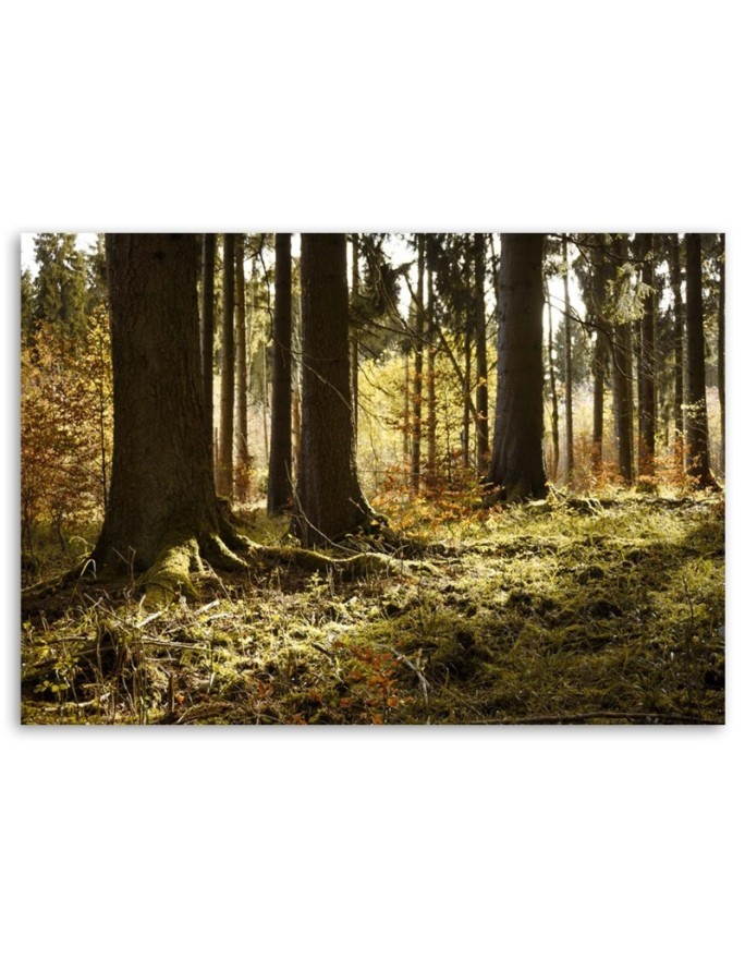 Canvas prints for the living room - Forest nature landscape | FEEBY