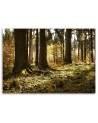 Canvas prints for the living room - Forest nature landscape | FEEBY