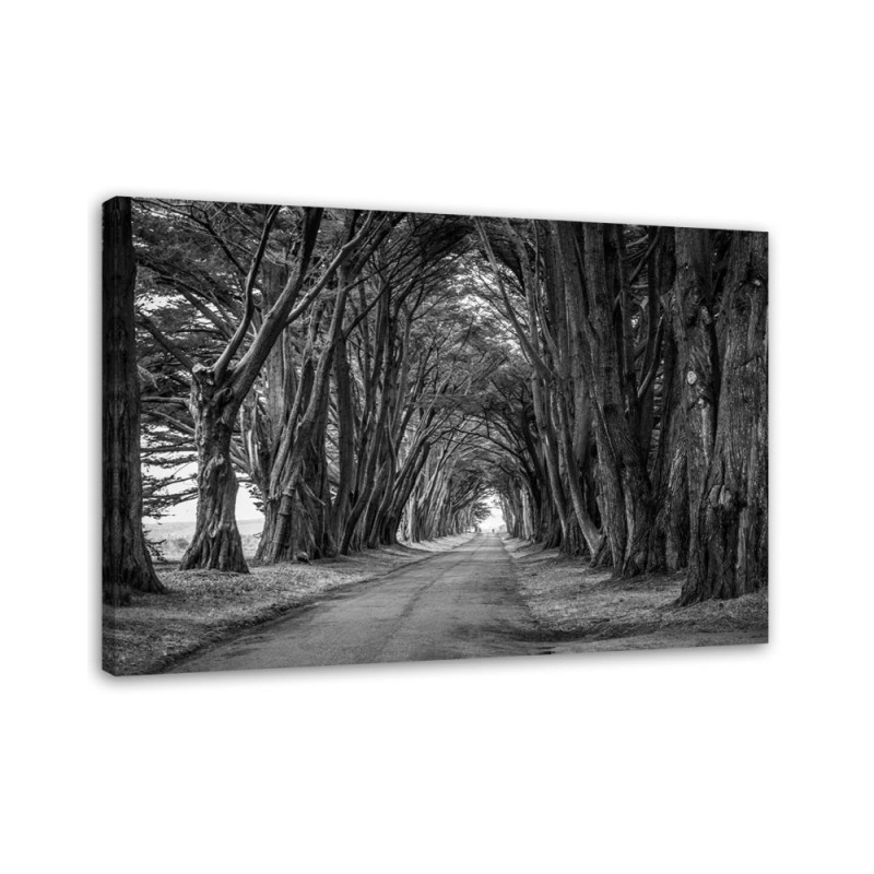 Canvas painting - Park avenue of trees | FEEBY