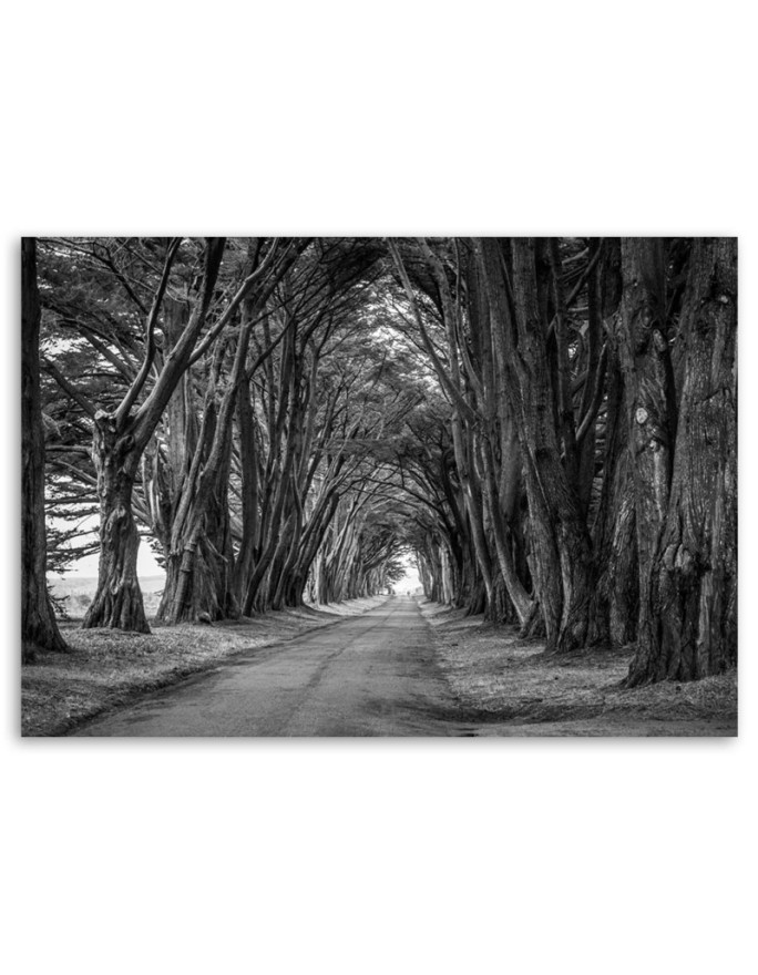 Canvas painting - Park avenue of trees | FEEBY