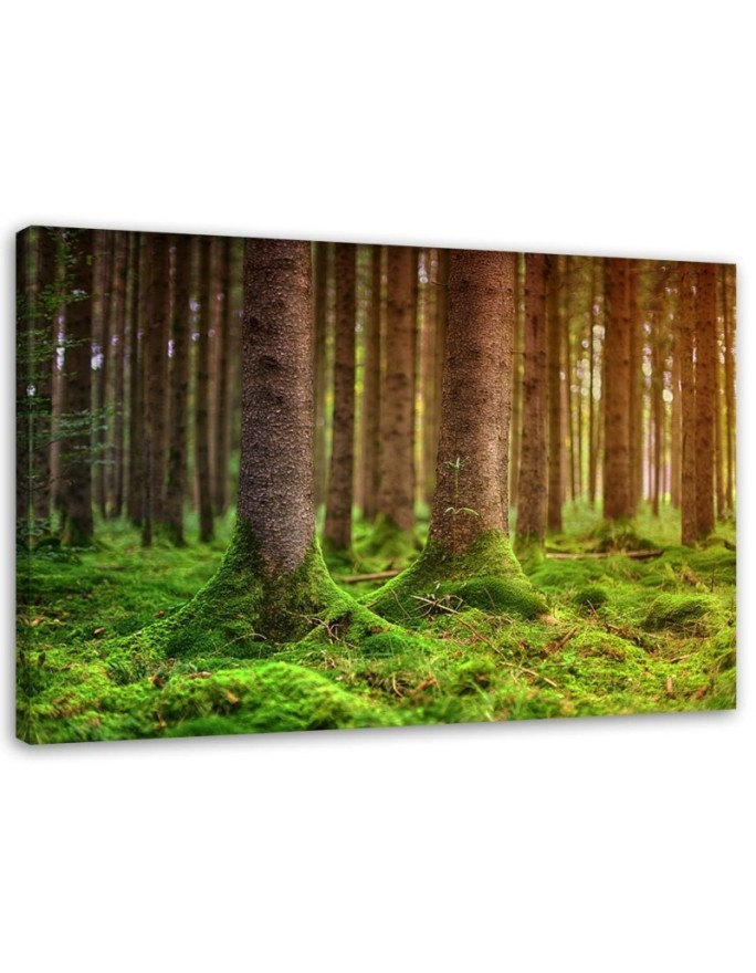 Canvas painting for living room - Forest trunks overgrown with moss | FEEBY