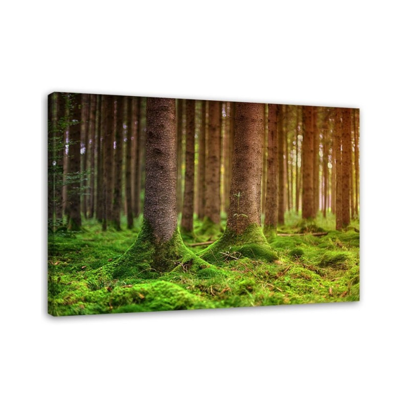 Canvas painting for living room - Forest trunks overgrown with moss | FEEBY
