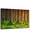 Canvas painting for living room - Forest trunks overgrown with moss | FEEBY
