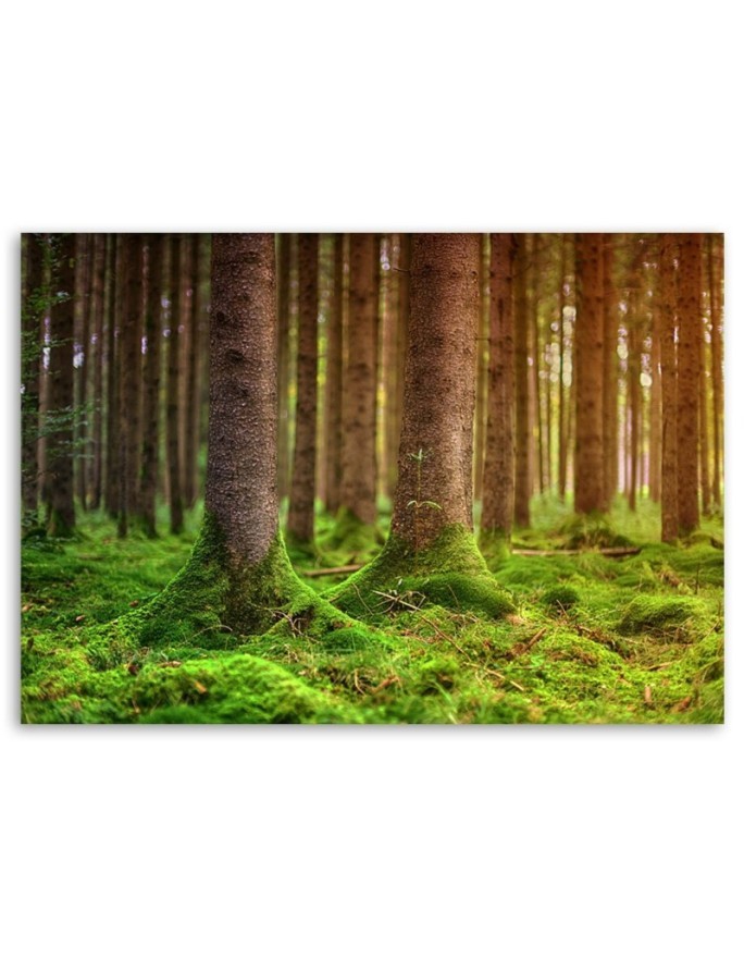 Canvas painting for living room - Forest trunks overgrown with moss | FEEBY