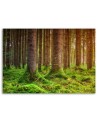 Canvas painting for living room - Forest trunks overgrown with moss | FEEBY