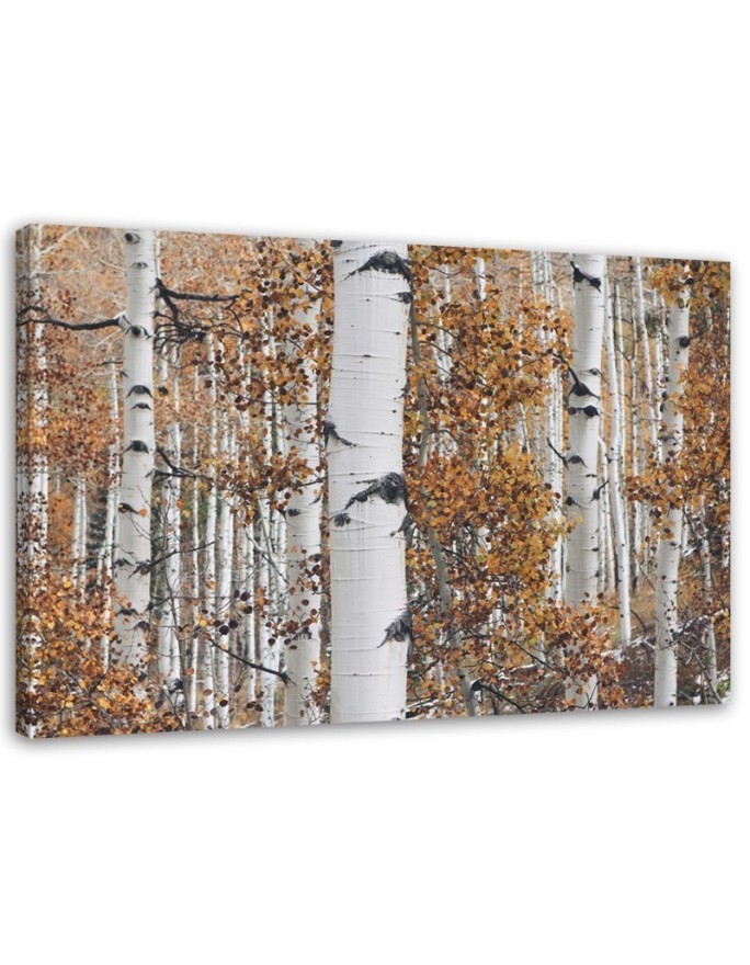 Canvas print modern - Birch forest nature | FEEBY