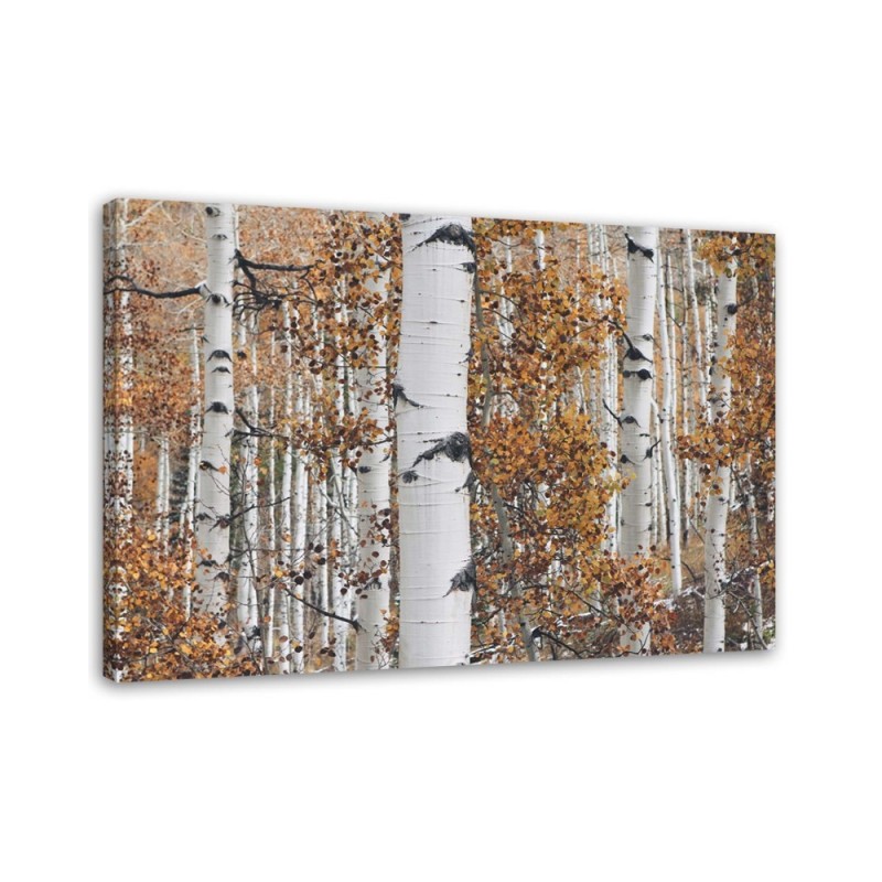 Canvas print modern - Birch forest nature | FEEBY