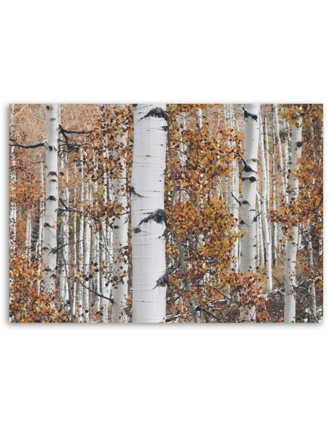 Canvas print modern - Birch forest nature | FEEBY