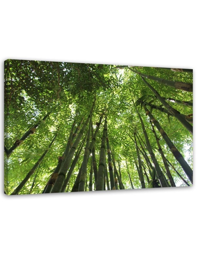 Canvas print - Bamboo forest nature landscape | FEEBY
