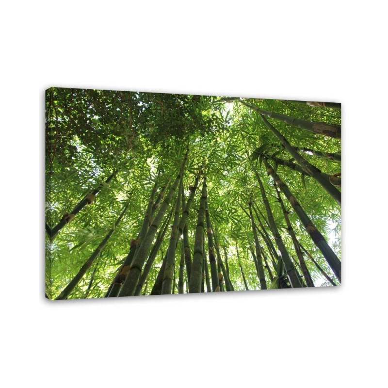 Canvas print - Bamboo forest nature landscape | FEEBY