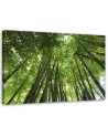 Canvas print - Bamboo forest nature landscape | FEEBY