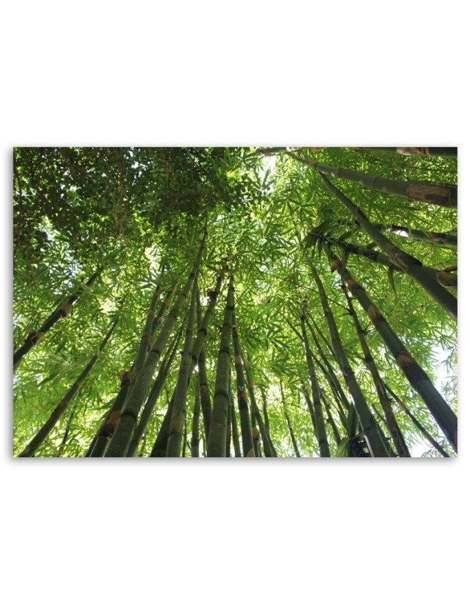 Canvas print - Bamboo forest nature landscape | FEEBY