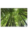 Canvas print - Bamboo forest nature landscape | FEEBY