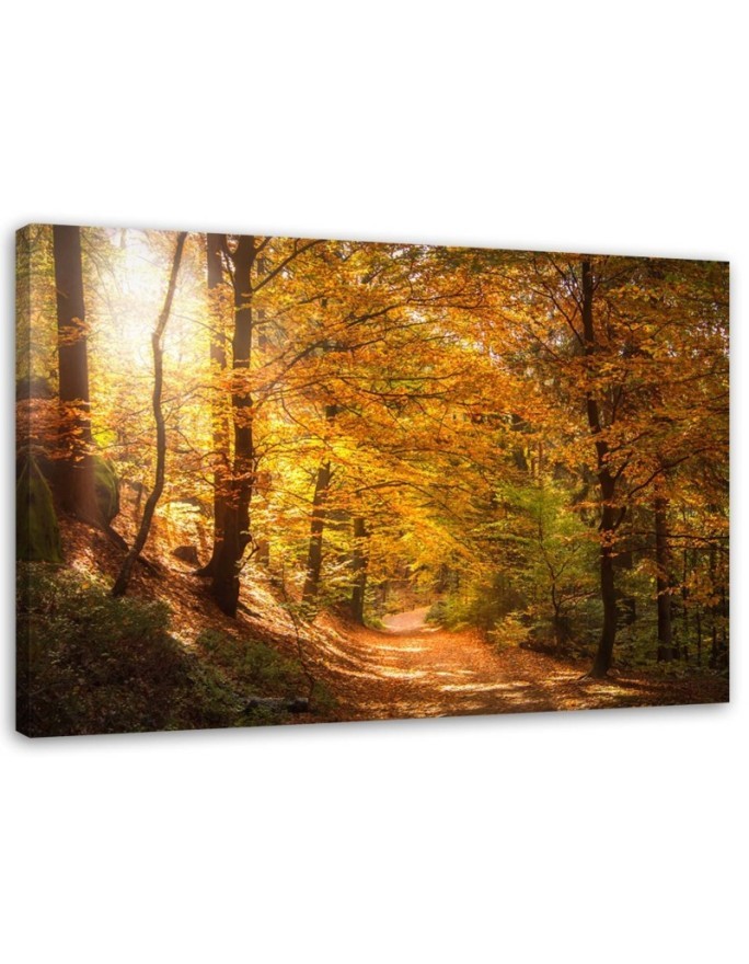 Canvas print - Autumn forest nature | FEEBY