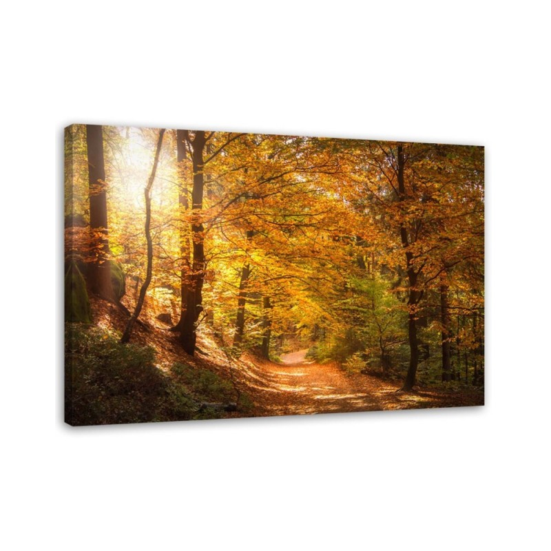 Canvas print - Autumn forest nature | FEEBY