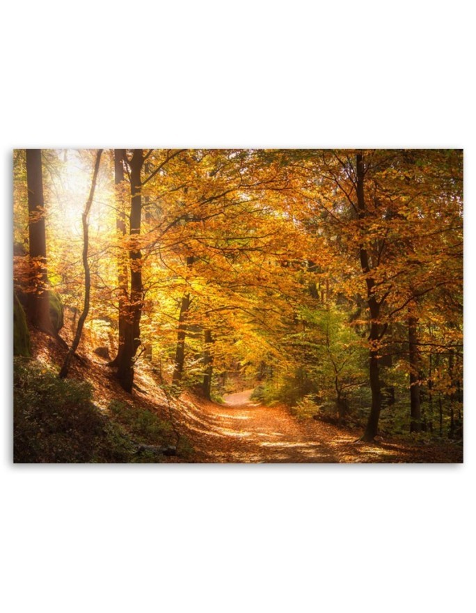 Canvas print - Autumn forest nature | FEEBY